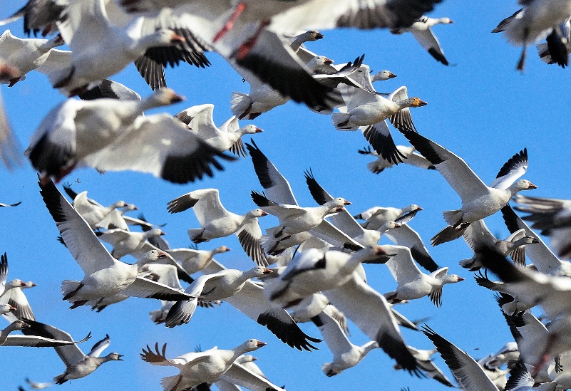 千只加拿大鹅迁徙起飞觅食 场面壮阔浩荡