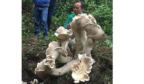 云南野生蘑菇王高近1米 专家：可食用