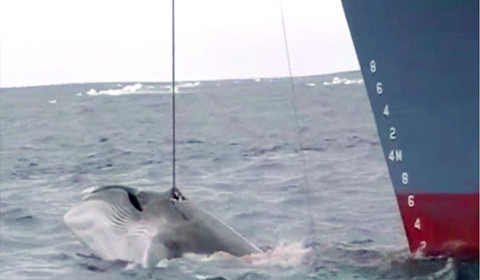澳媒曝光日本猎杀鲸鱼视频 画面血腥惨不忍睹