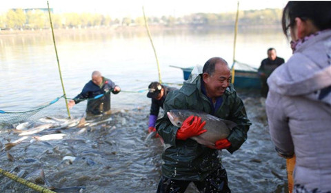 湖北一高校湖内捕鱼4万斤 4万师生免费共享鱼宴