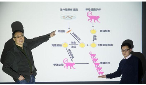 两只克隆猴在中国诞生 突破克隆灵长类动物世界难题