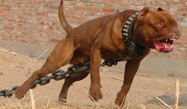 女生深夜晚自习回家遭犬猛咬 被狗咬伤如何索要赔偿?