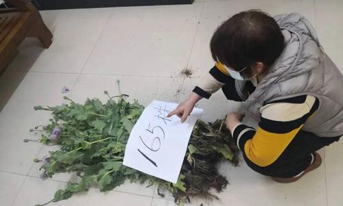 种植罂粟花多少棵违法？罂粟怎么认定自行铲除？