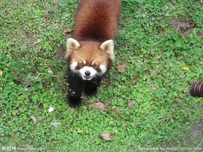 家养野生动物是不是野生动物?如何保护野生动物?