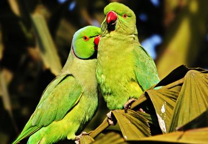 卖2只鹦鹉获刑6年 贩卖国家二级保护动物怎么判？