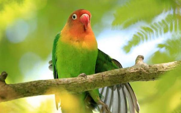 卖2只鹦鹉获刑6年 贩卖国家二级保护动物怎么判？