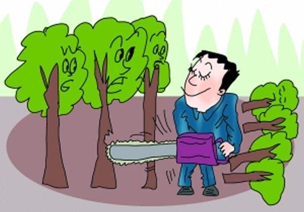 自己家种的树能不能砍？砍了会怎么样呢？