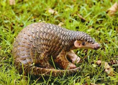 美食博主食用二级保护动物被刑拘 食用二级保护动物怎么判刑?