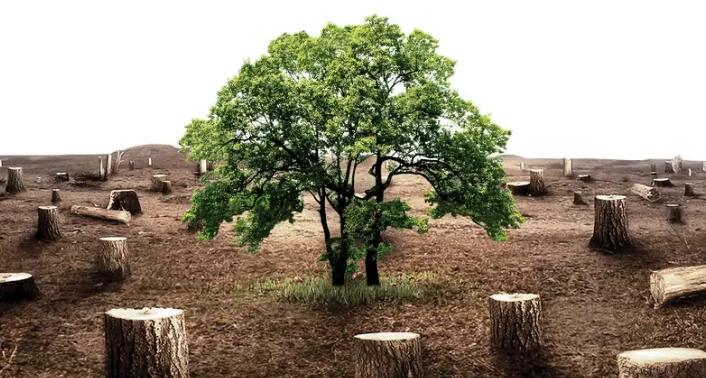 采伐林木要办理哪些手续?采伐和砍伐的区别是什么?