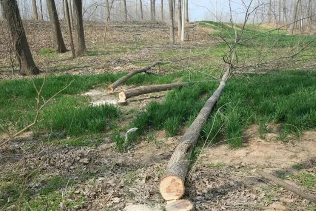 采伐林木要办理哪些手续?采伐和砍伐的区别是什么?