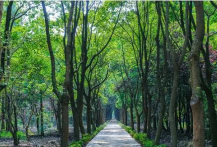 2022非法占用林地罪的立案标准是什么?非法占用林地罪判几年?