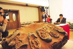 22枚走私恐龙蛋化石移交中国19枚含恐龙胚胎