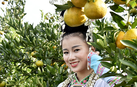 从江椪柑甜蜜丰收