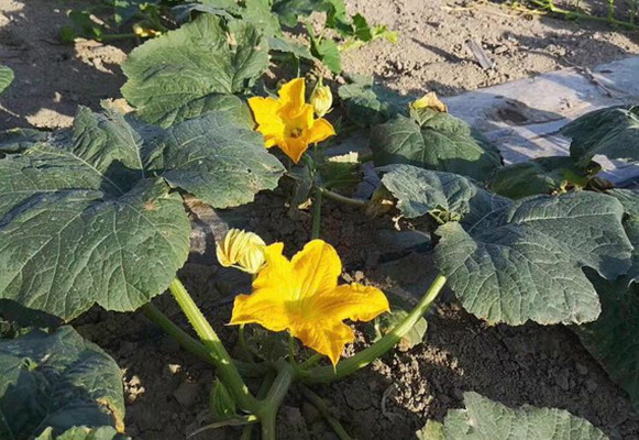 崇明金瓜有了"新疆种植基地"